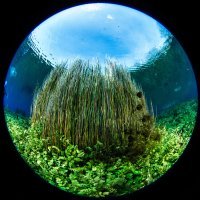 Underwater gardens