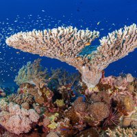 Acropora coral - Egypt
