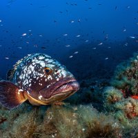 Dusky grouper is watching me - Port-Cros France