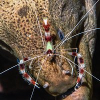 Muräne and the cleaner shrimp