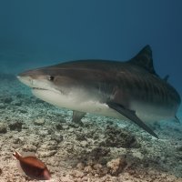 Face to Face with Tiger Shark