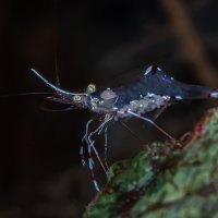 Cleaner Shrimp with egs