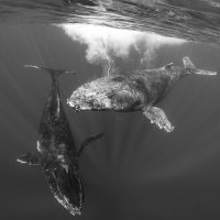 Humpback whales 1