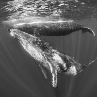 Humpback whales 2