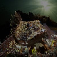 Waiting for the one — Mating Season