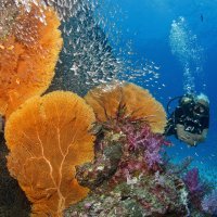 Diver at bommie