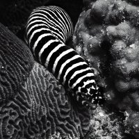Zebra moray, Oman