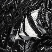 We are a beautiful couple, Cozumel