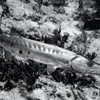 Silver predator, Cozumel