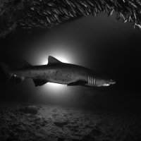 Backlit shark