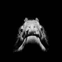 Guardian of the Dark