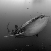 Whaleshark
