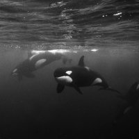 Orcas