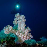 Soft Coral or Nudibranch