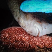 Clownfish protect the eggs