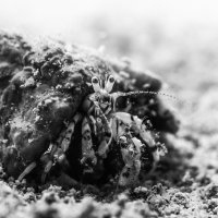 Croatia - Hermit Crab