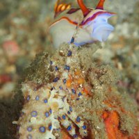 Blue-ringed octopus