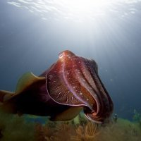 Giant Australian cuttlefish