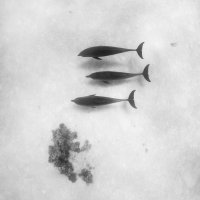 Three Dolphins