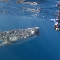 Photographing the whale shark