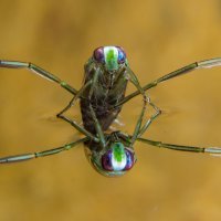 Wasserwanze unter der Wasseroberfläche