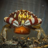 crab with eggs