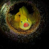 Golden Gobies with Eggs