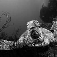 Eretmochelys imbricata