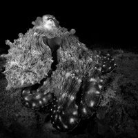 Octopus vulgaris