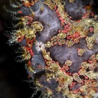 Frogfish portrait