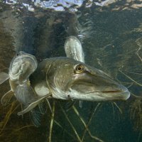 Spawning of Northern Pike