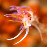 Flabellina in the wind