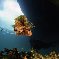Lion fish noticed by a diver