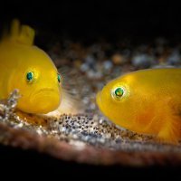 Two yellow goby with eggs new