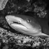 Reef Shark