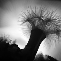 Small snakelocks anemone