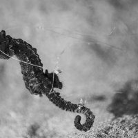 Sea horse wrapped in a fishing line. Plastic waste are dangerous for a lot of marine inhabitants.