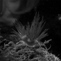 Underwater everywhere can appear something that can wonder you! this seaslug (Dondice banyulensis) is really coloured and move her body appendix in the stream.