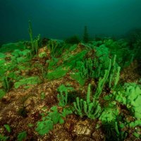 Endemics of lake Baikal: the lubomirskia Baikal Sponge (Lubomirskia baikalensis) and the Spongy Baikal sponge (Spongilladae)