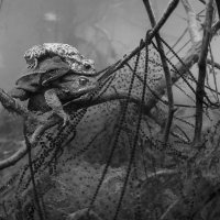 Mating toads and a frog