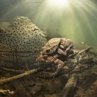 Mating toads