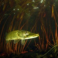 Pike between waterlilies