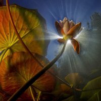 Waterlily in the sun