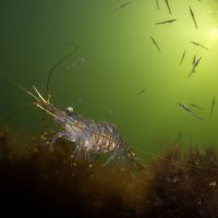 Pregnant shrimp in the sunlight