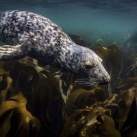 Grey Seal 2