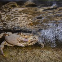 River Crab