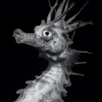 SEA HORSE