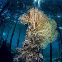 Under the jetty