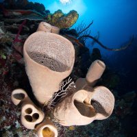 Barrel Sponge on Babylon Reef, Grand Cayman