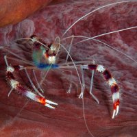 Banded Coral Shrimp